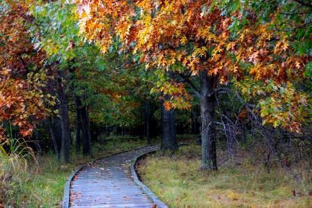 Fall Colors